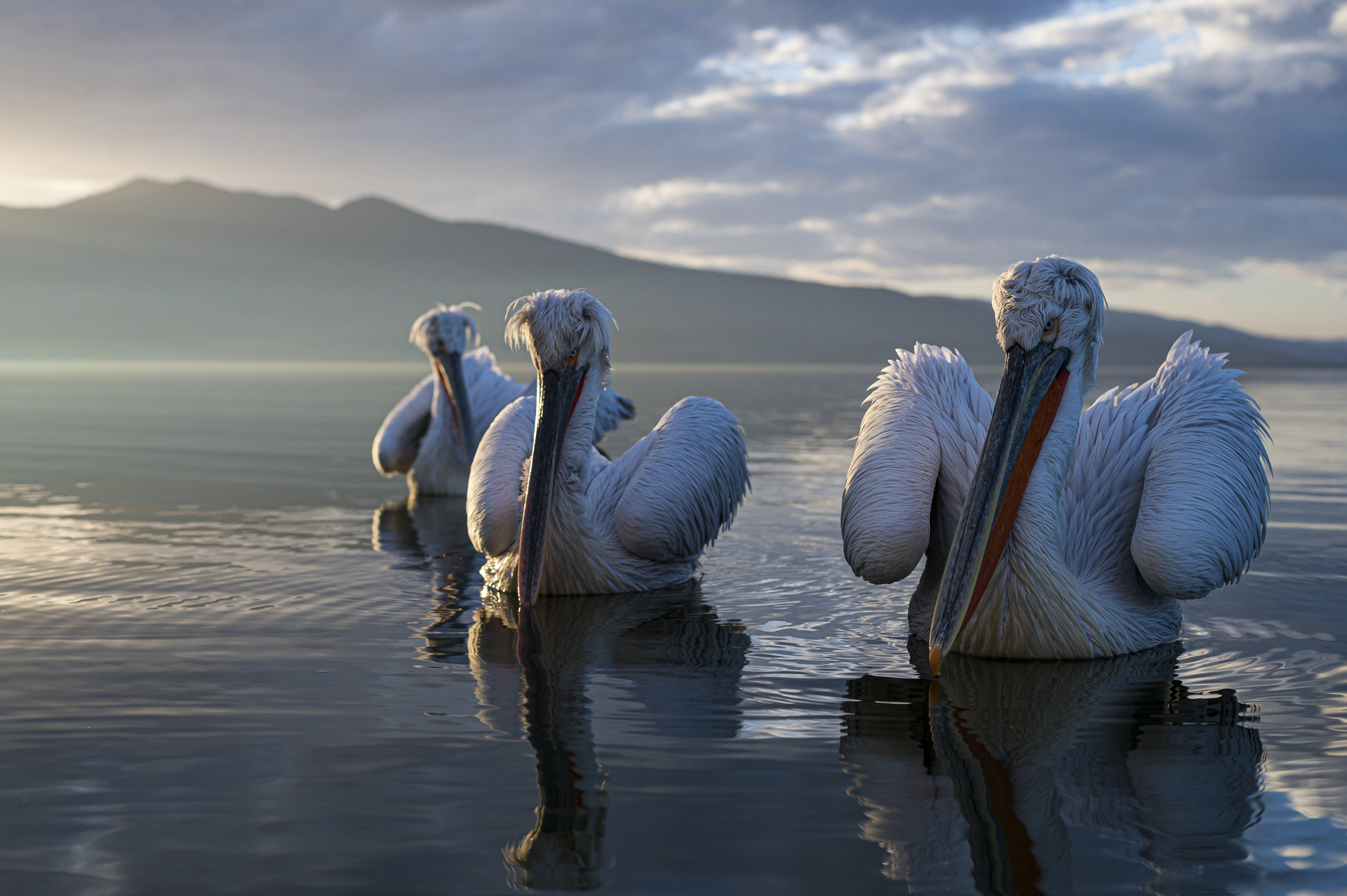 1.Pelicans-1