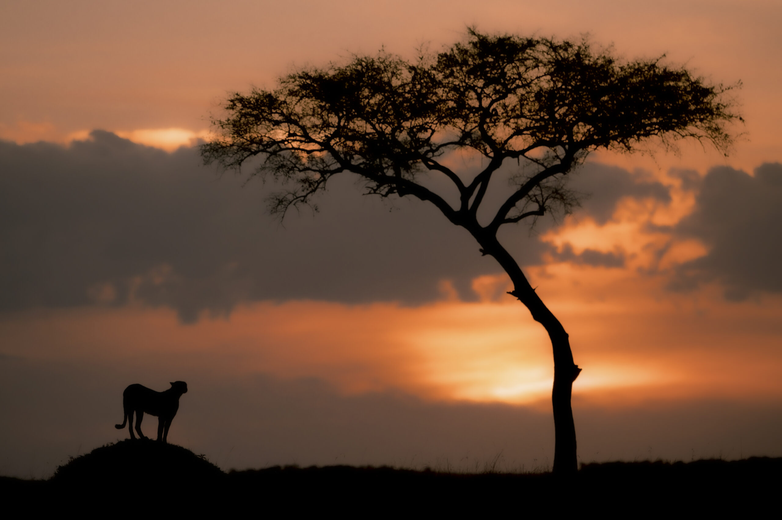 12.Cheetah in the afterglow-1-1