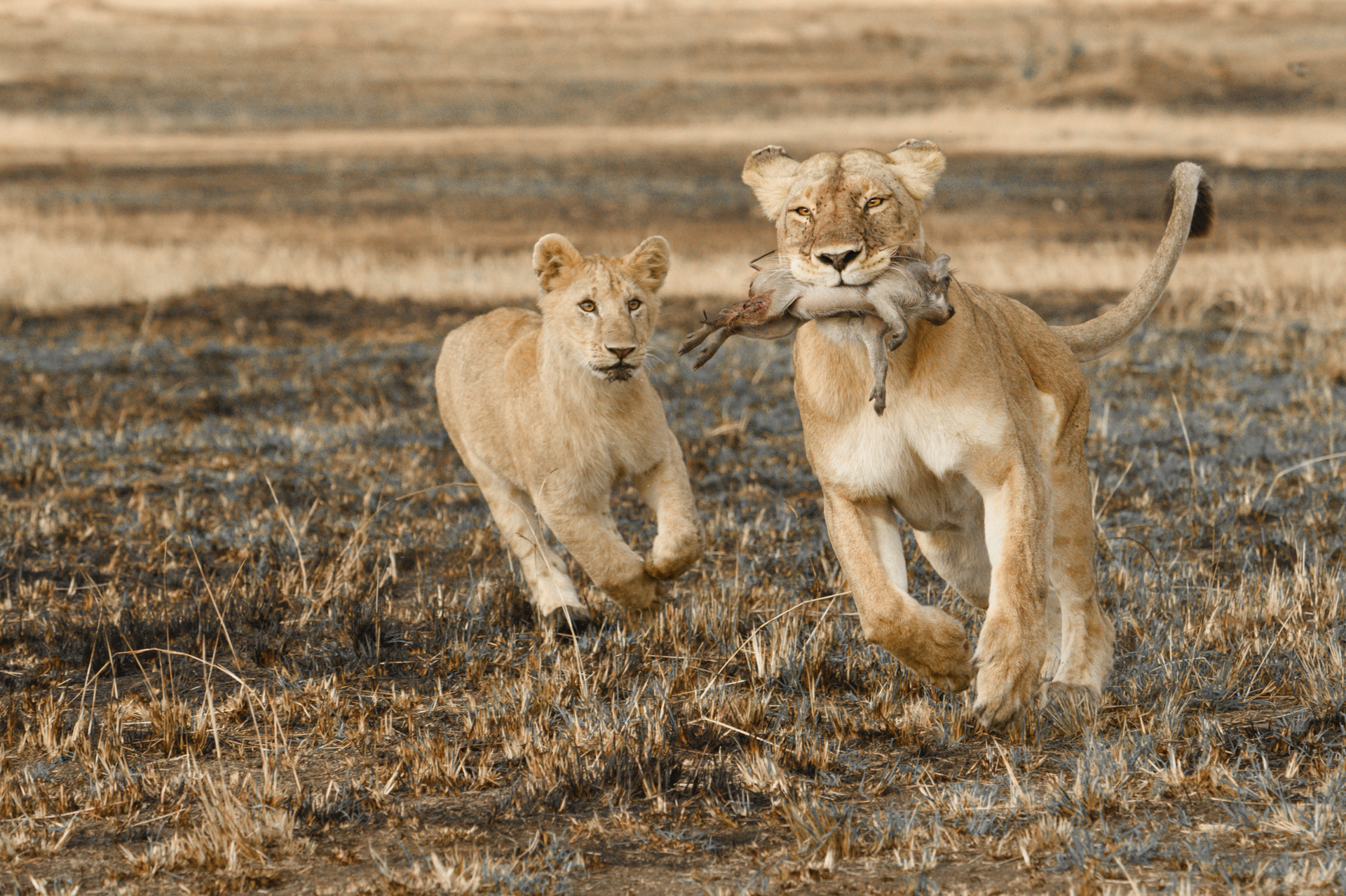 Hunting Mother-1